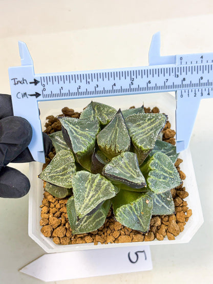MATURE Haworthia Chun Hei Ju (wa) (5) | Taiwan Import