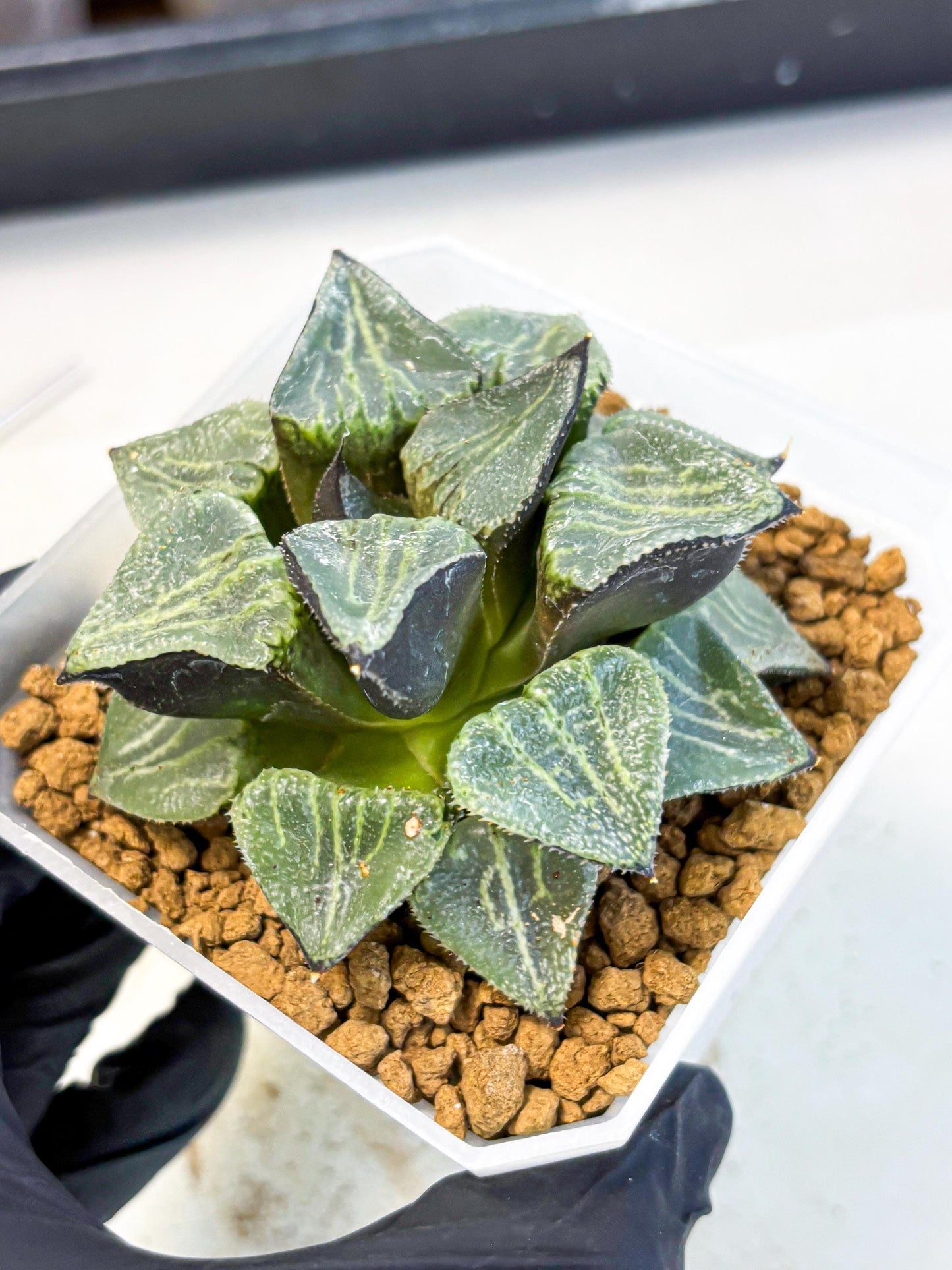 MATURE Haworthia Chun Hei Ju (wa) (5) | Taiwan Import