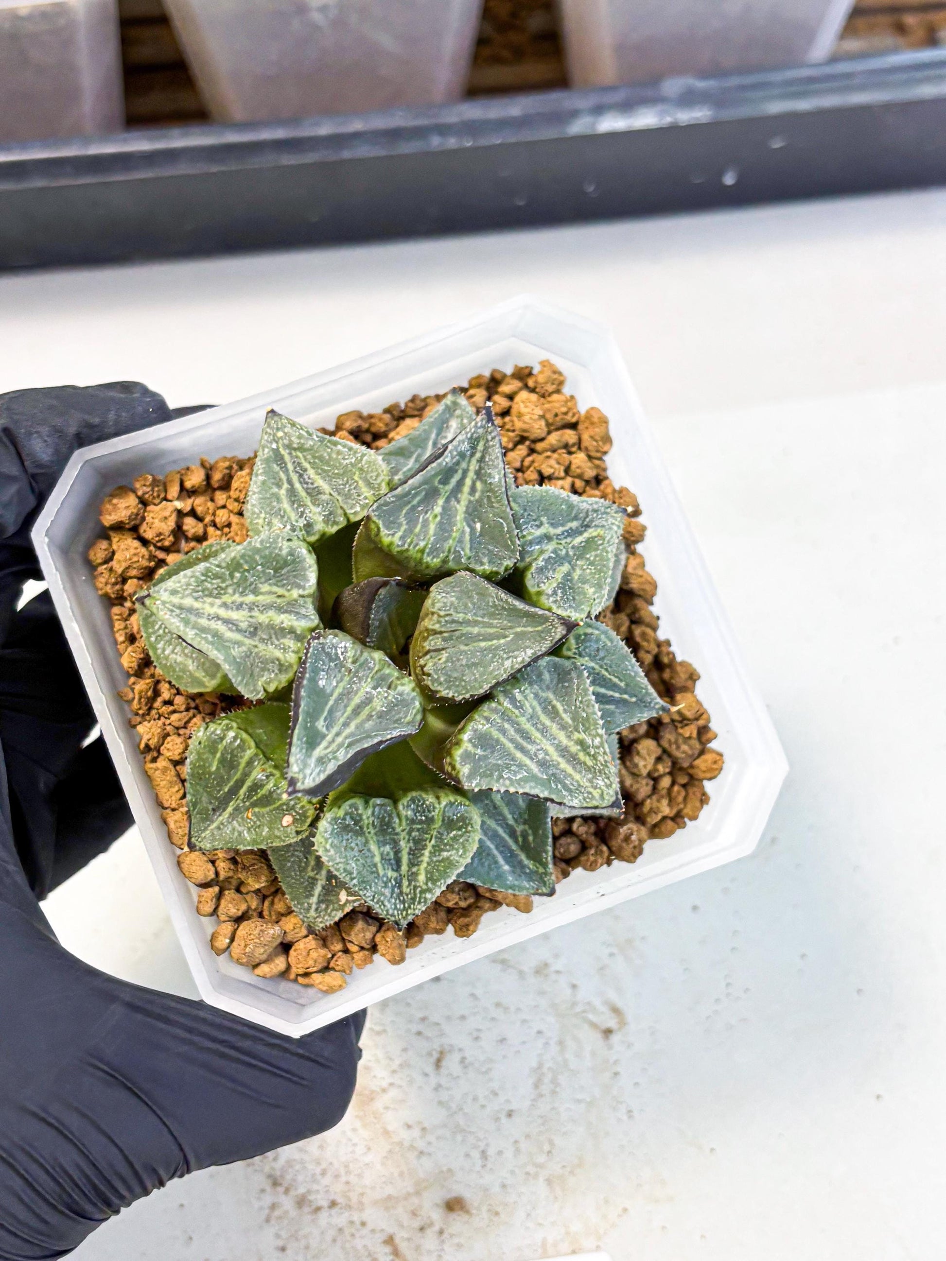 MATURE Haworthia Chun Hei Ju (wa) (5) | Taiwan Import