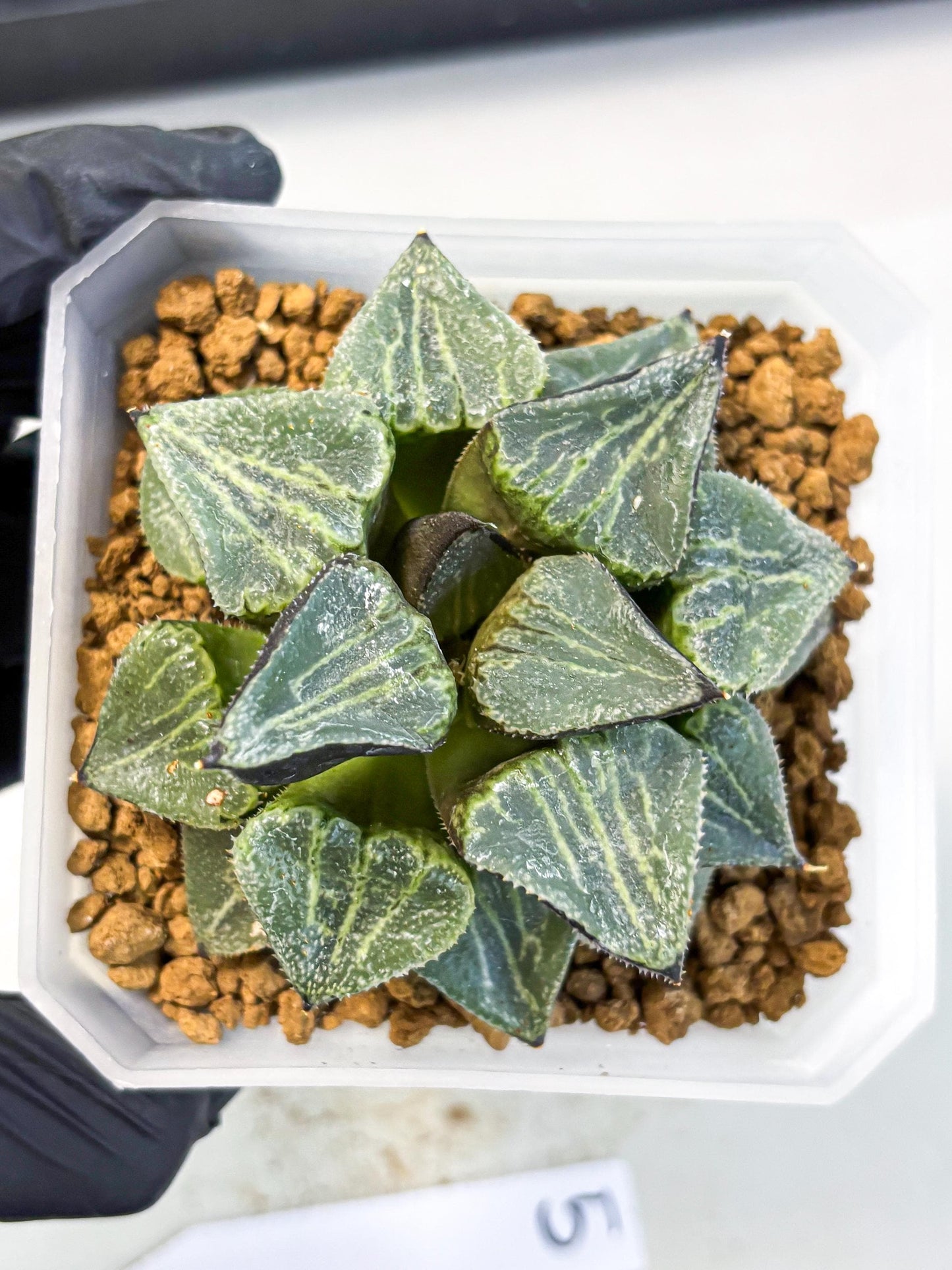 MATURE Haworthia Chun Hei Ju (wa) (5) | Taiwan Import