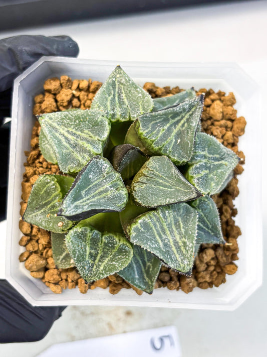 MATURE Haworthia Chun Hei Ju (wa) (5) | Taiwan Import