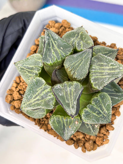 MATURE Haworthia Chun Hei Ju (wa) (5) | Taiwan Import