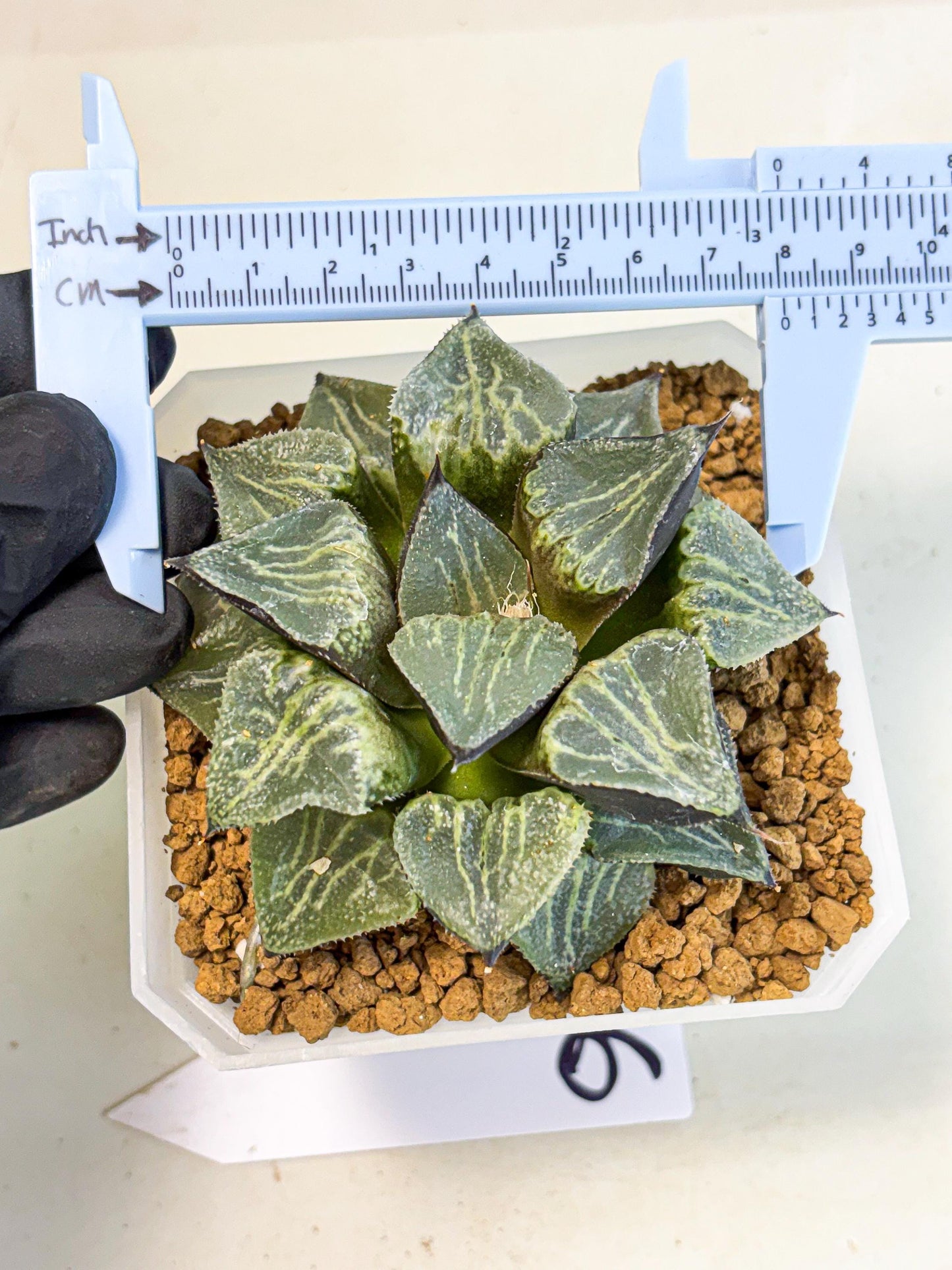 MATURE Haworthia Chun Hei Ju (wa) (6) | Taiwan Import