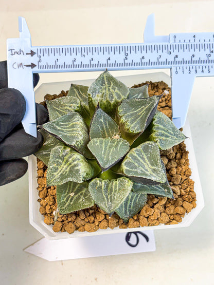MATURE Haworthia Chun Hei Ju (wa) (6) | Taiwan Import