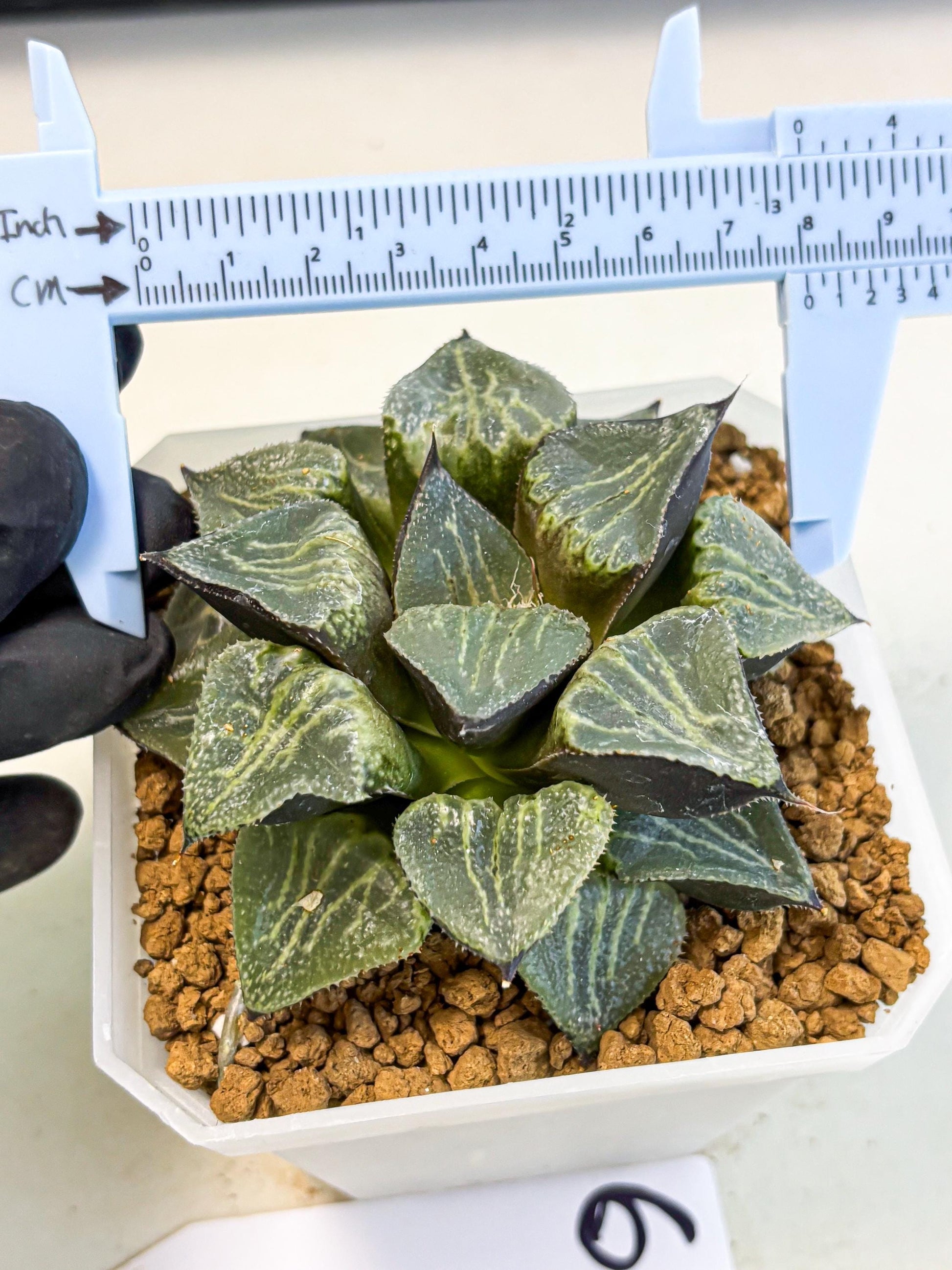 MATURE Haworthia Chun Hei Ju (wa) (6) | Taiwan Import