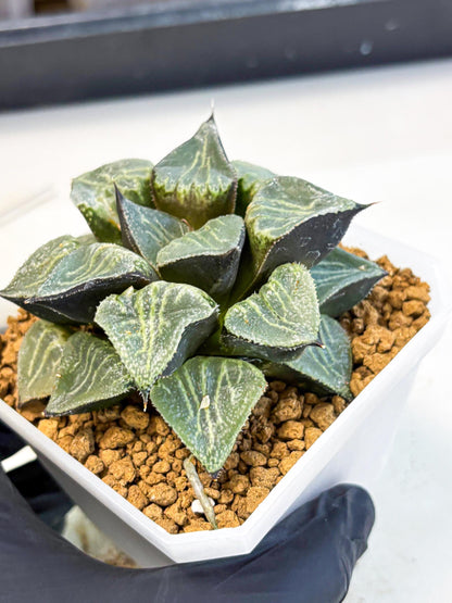 MATURE Haworthia Chun Hei Ju (wa) (6) | Taiwan Import