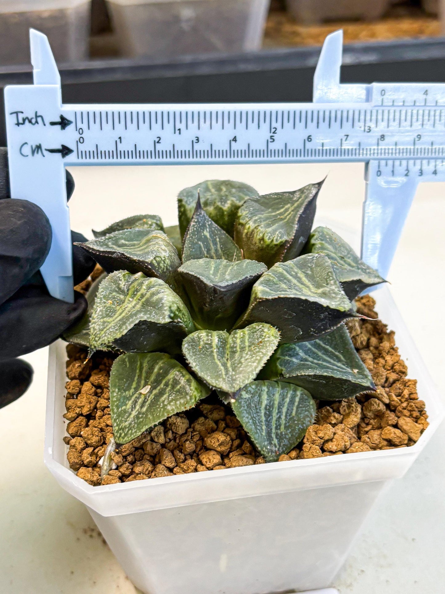 MATURE Haworthia Chun Hei Ju (wa) (6) | Taiwan Import