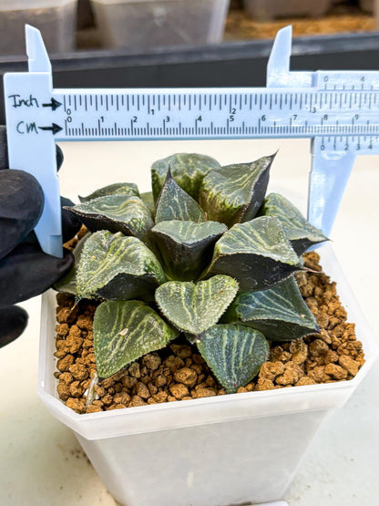 MATURE Haworthia Chun Hei Ju (wa) (6) | Taiwan Import