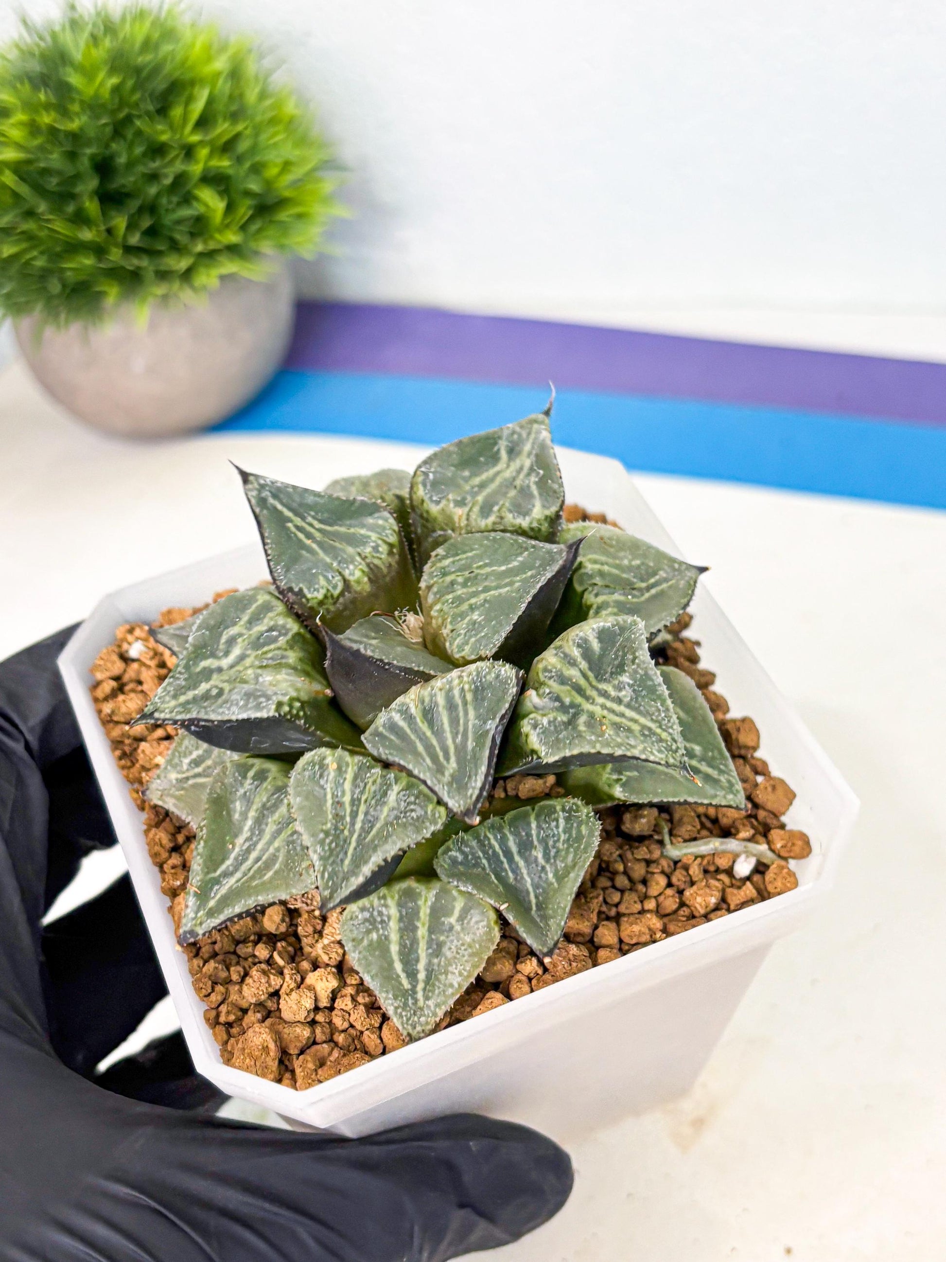 MATURE Haworthia Chun Hei Ju (wa) (6) | Taiwan Import