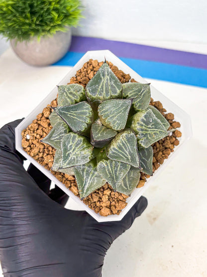 MATURE Haworthia Chun Hei Ju (wa) (6) | Taiwan Import