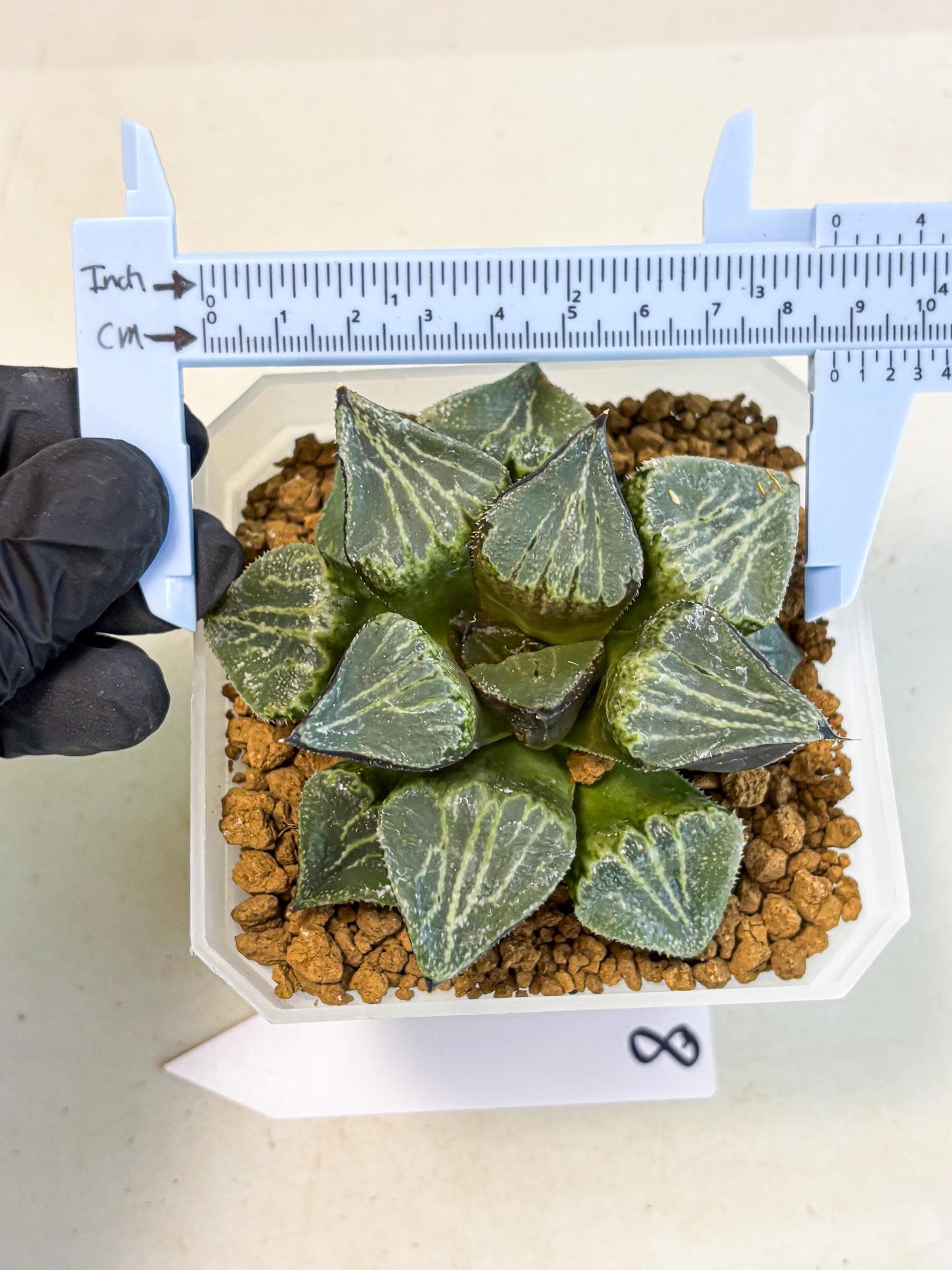 MATURE Haworthia Chun Hei Ju (wa) (8) | Taiwan Import