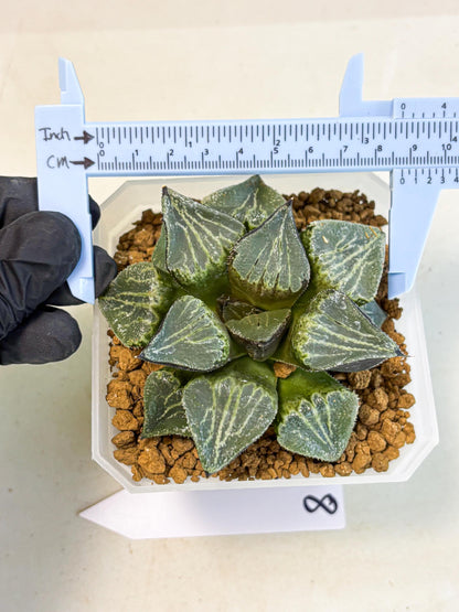 MATURE Haworthia Chun Hei Ju (wa) (8) | Taiwan Import