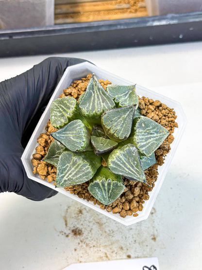 MATURE Haworthia Chun Hei Ju (wa) (8) | Taiwan Import
