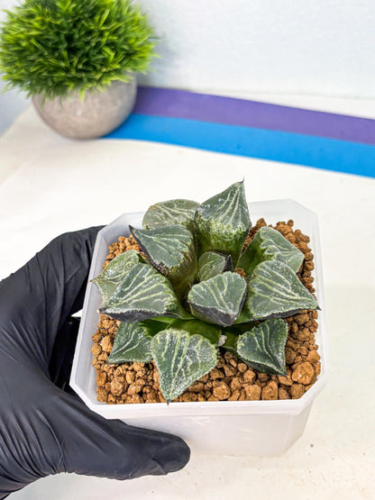 MATURE Haworthia Chun Hei Ju (wa) (8) | Taiwan Import
