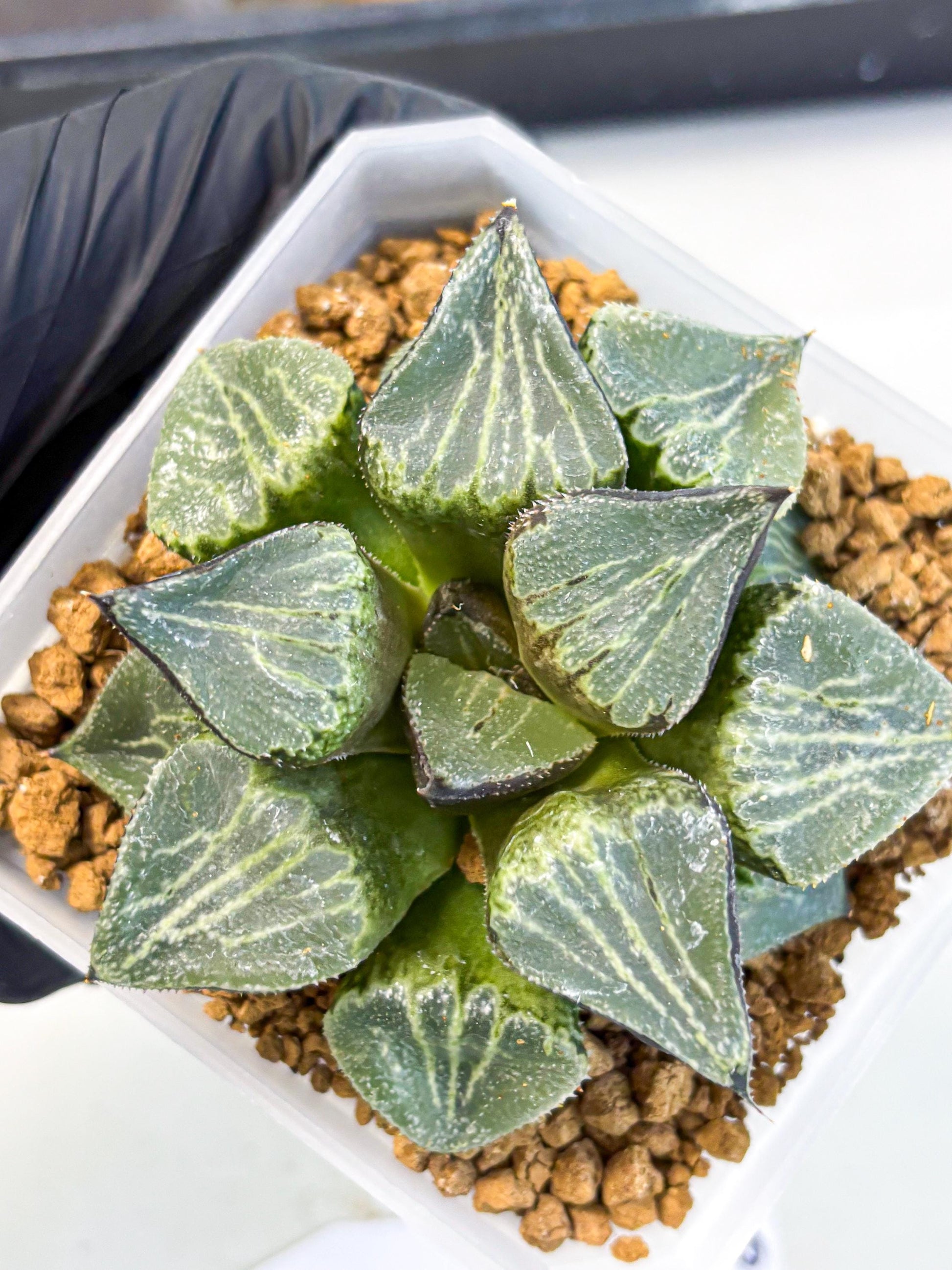 MATURE Haworthia Chun Hei Ju (wa) (8) | Taiwan Import