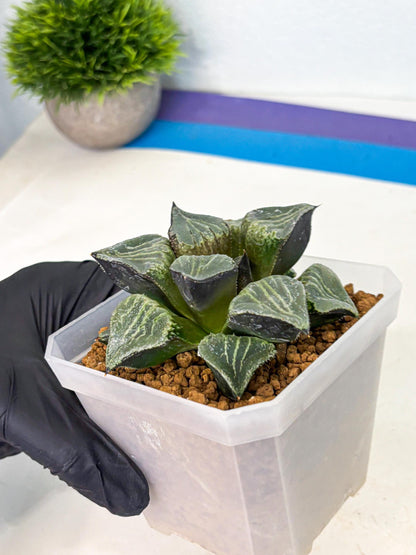 MATURE Haworthia Chun Hei Ju (wa) (8) | Taiwan Import