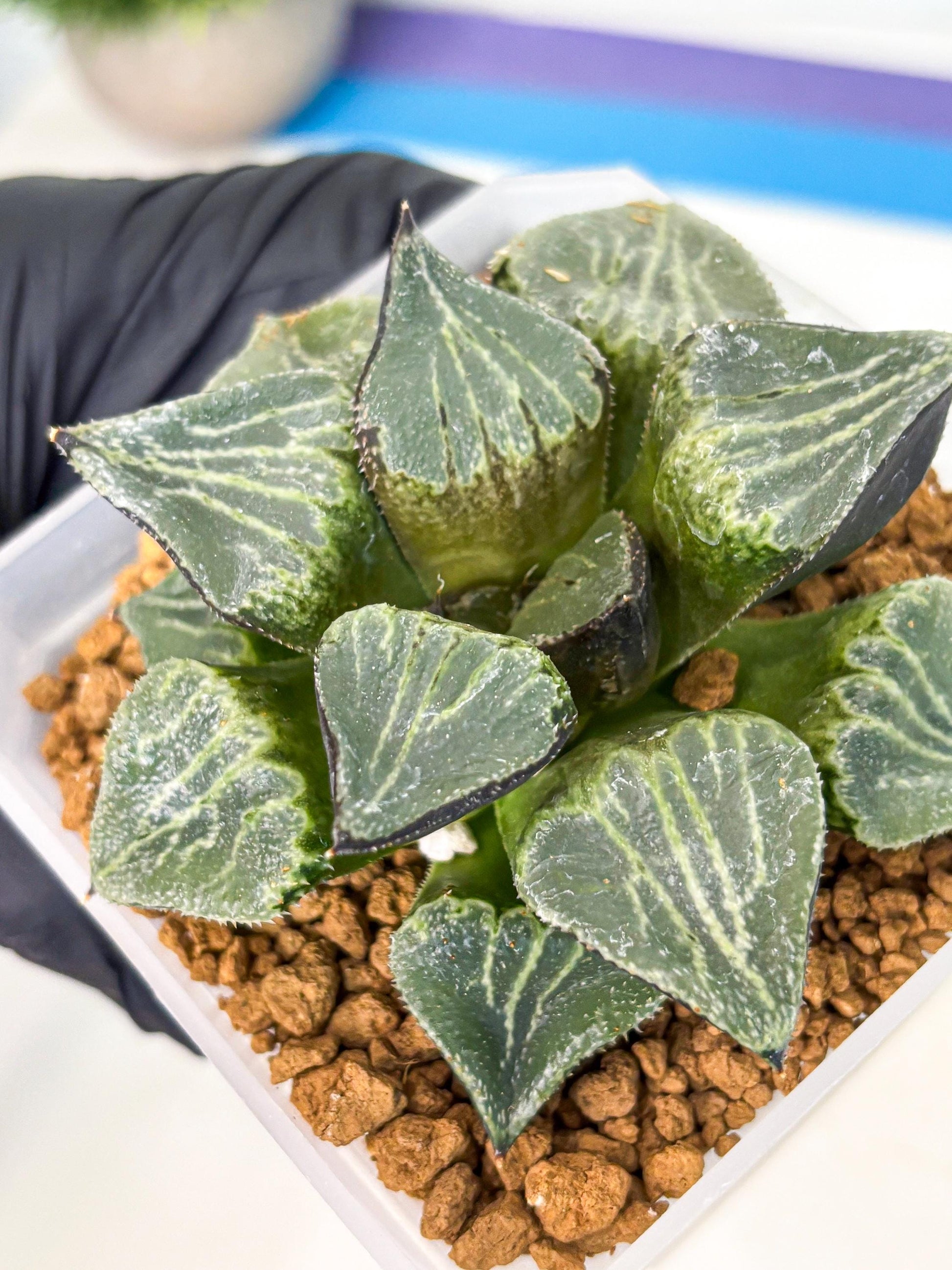MATURE Haworthia Chun Hei Ju (wa) (8) | Taiwan Import