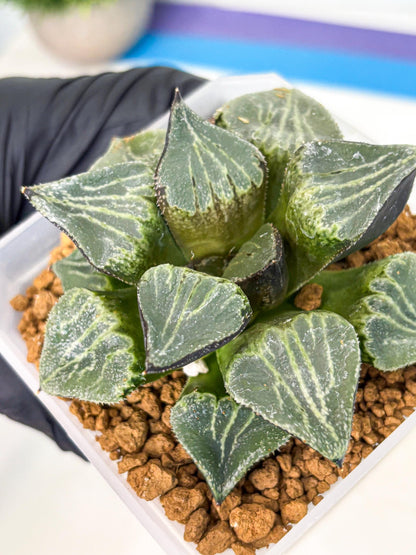 MATURE Haworthia Chun Hei Ju (wa) (8) | Taiwan Import
