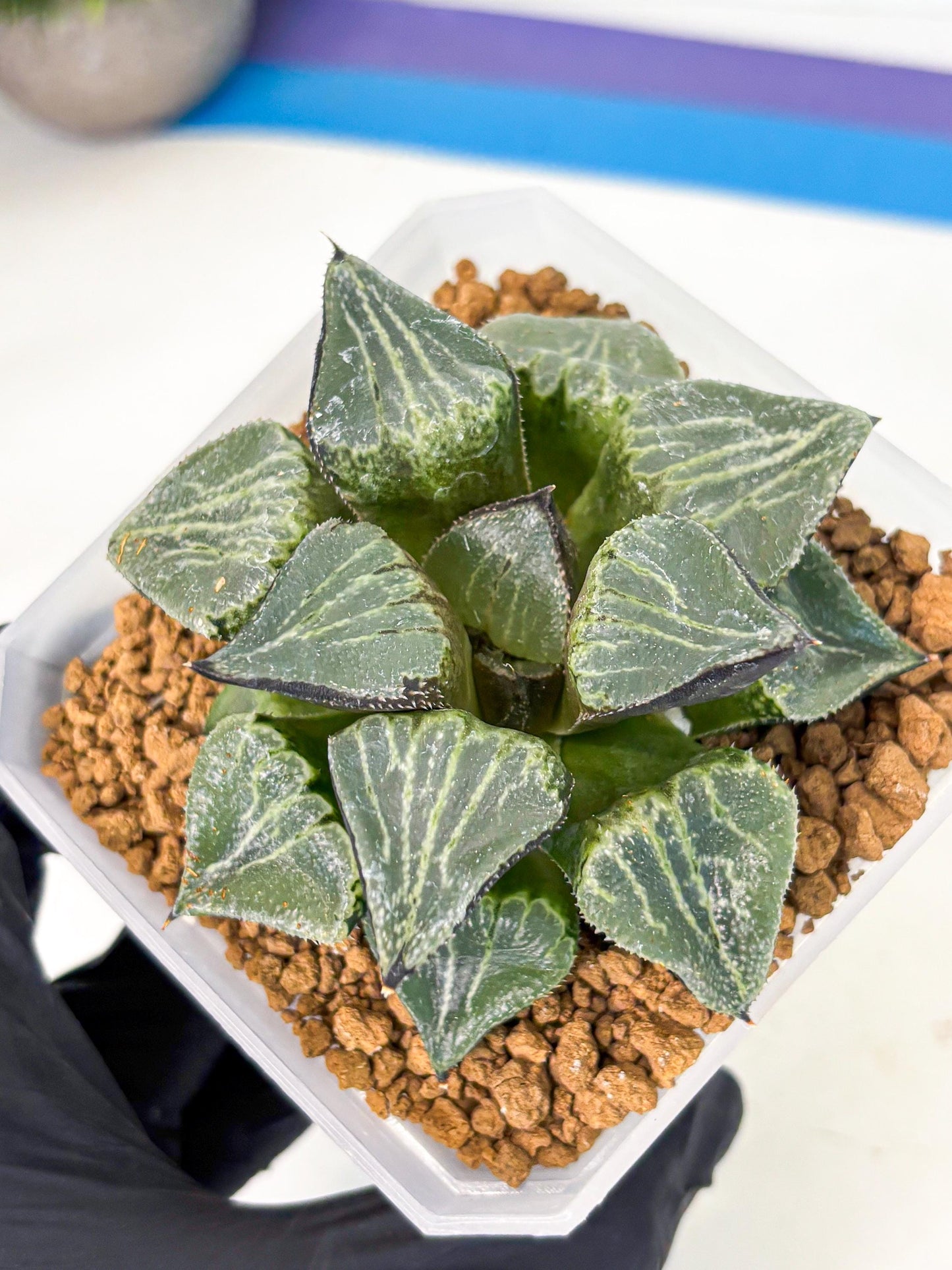 MATURE Haworthia Chun Hei Ju (wa) (8) | Taiwan Import