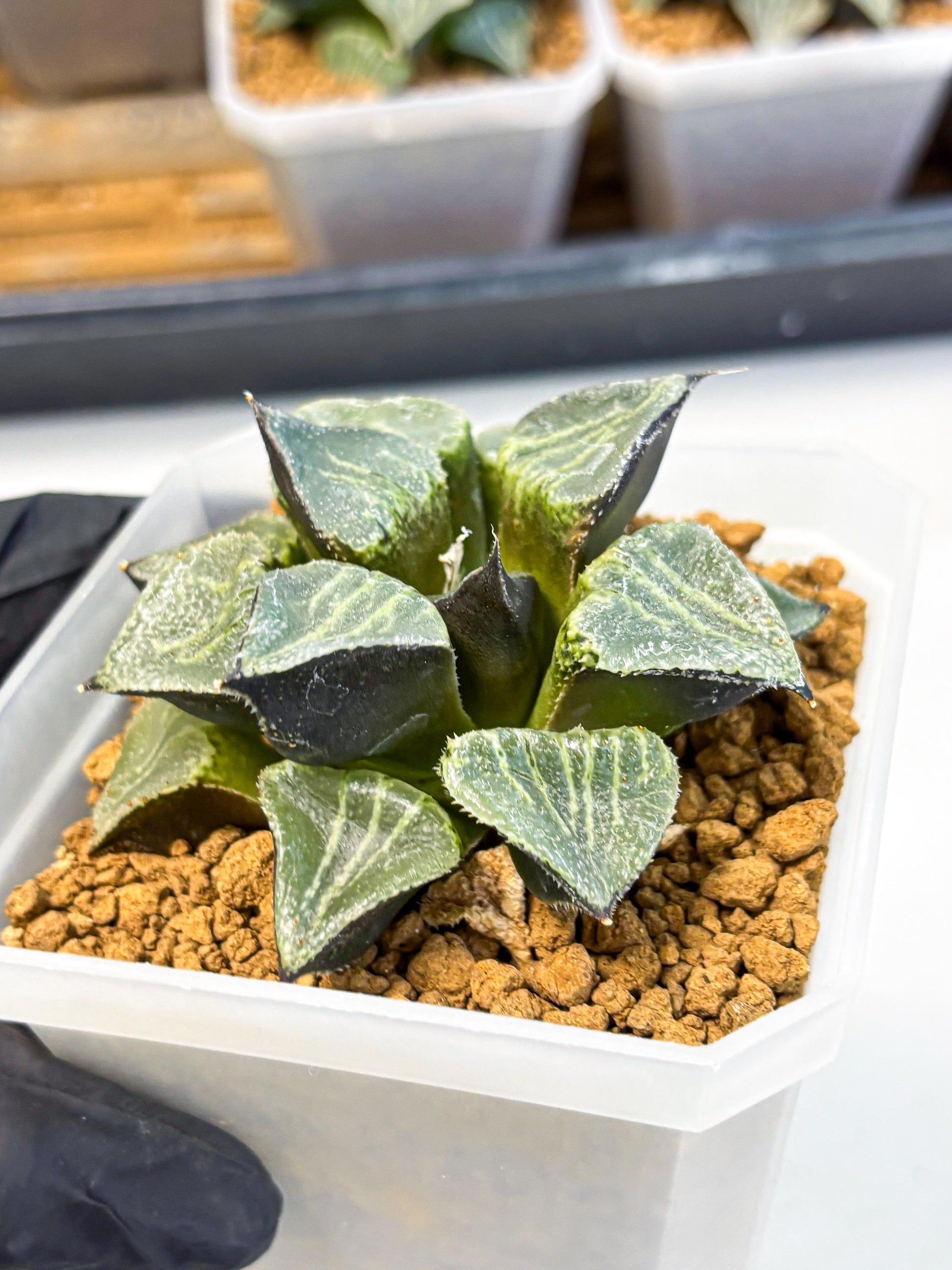 MATURE Haworthia Chun Hei Ju (wa) (7) | Taiwan Import