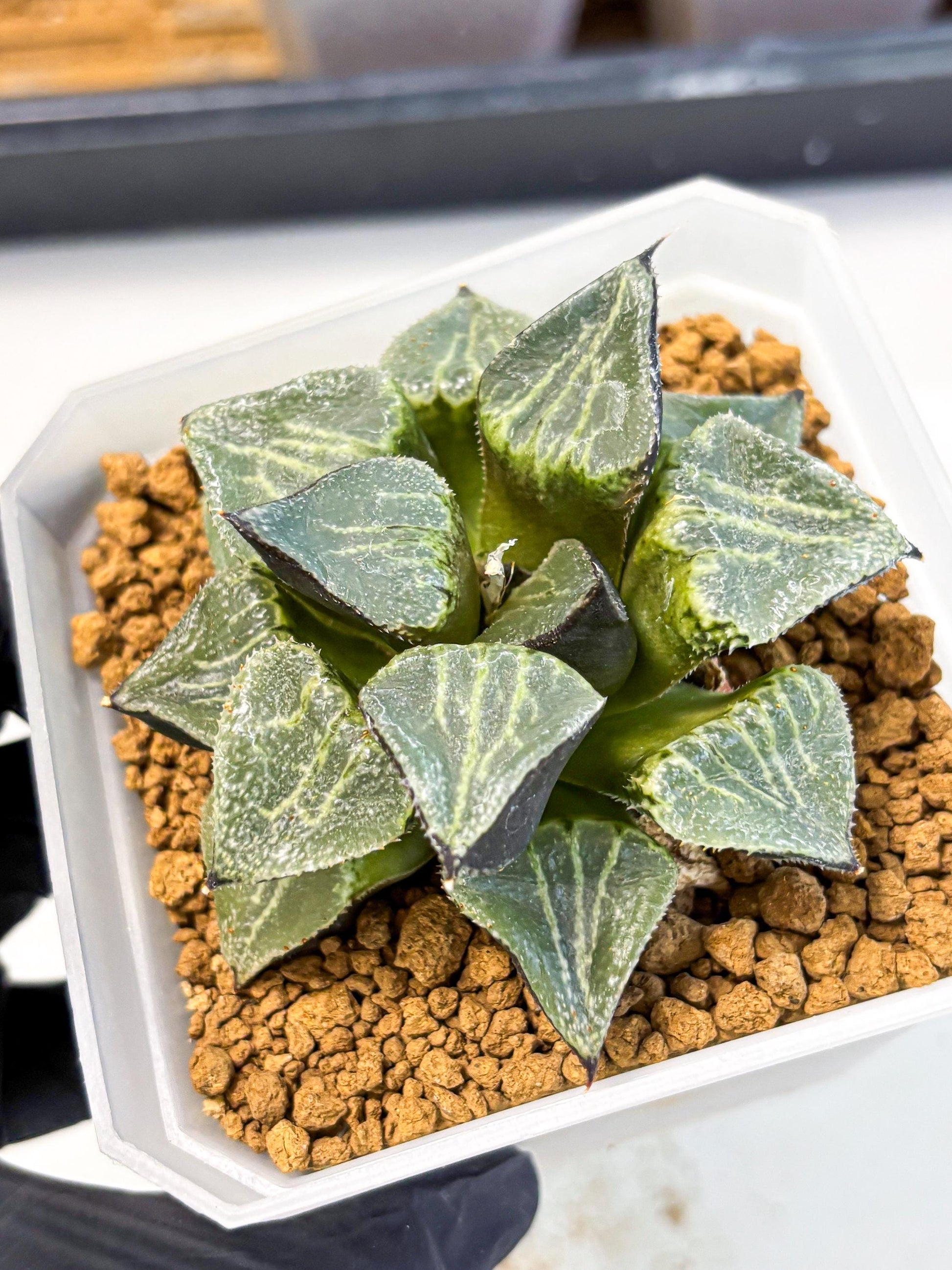 MATURE Haworthia Chun Hei Ju (wa) (7) | Taiwan Import