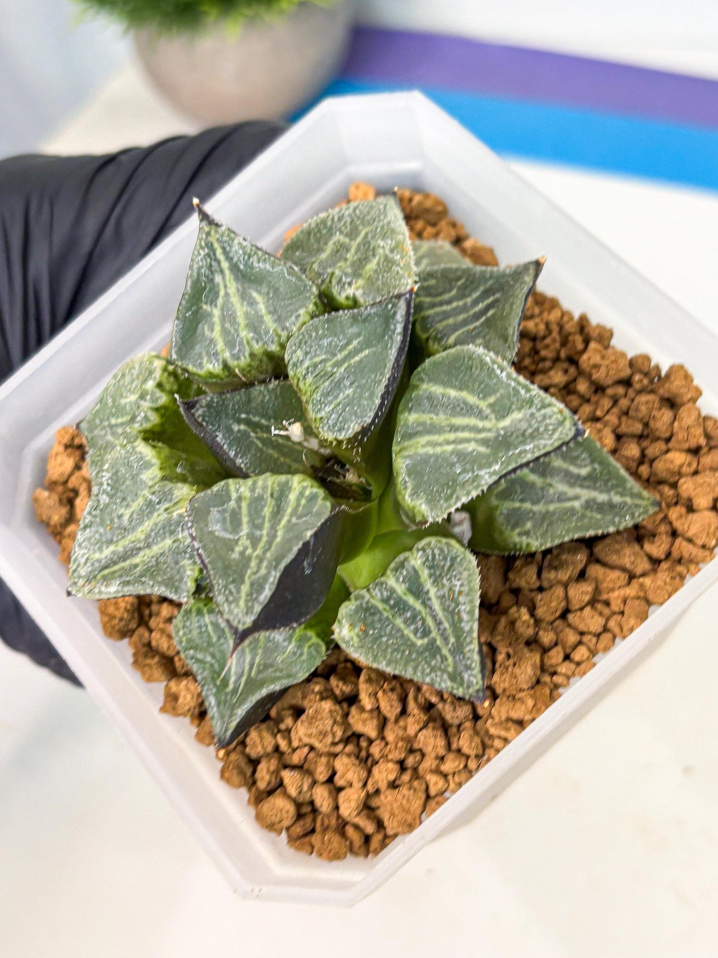 MATURE Haworthia Chun Hei Ju (wa) (7) | Taiwan Import
