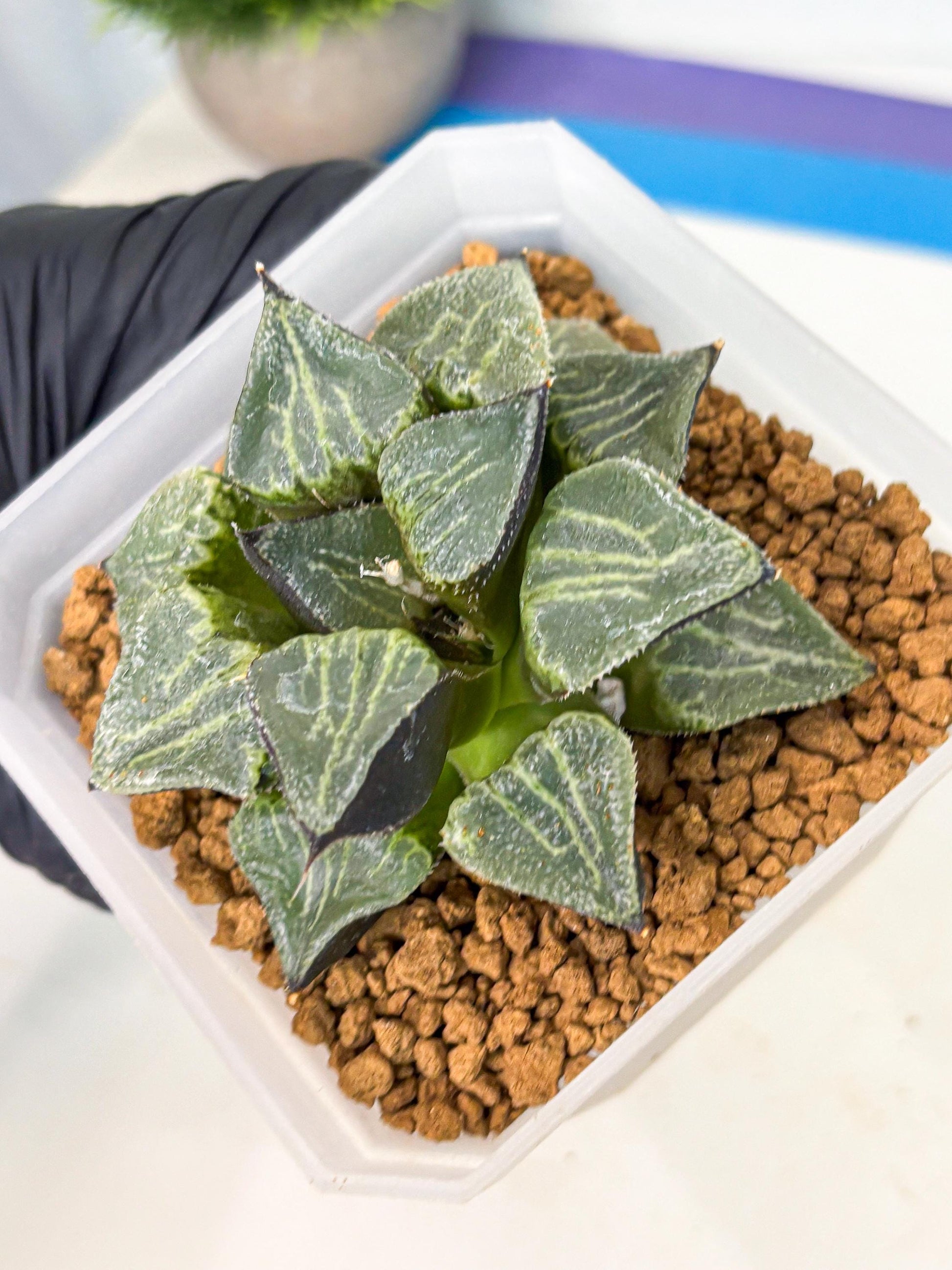 MATURE Haworthia Chun Hei Ju (wa) (7) | Taiwan Import