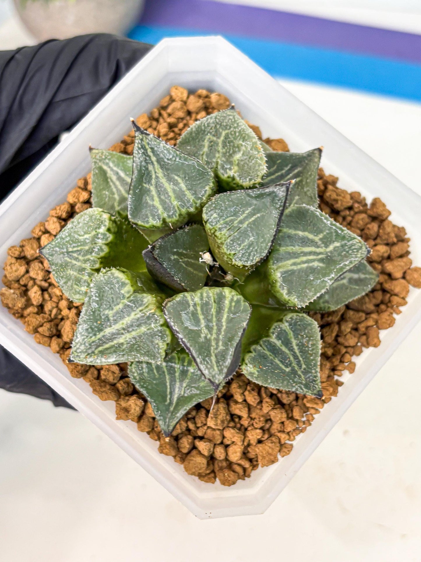 MATURE Haworthia Chun Hei Ju (wa) (7) | Taiwan Import