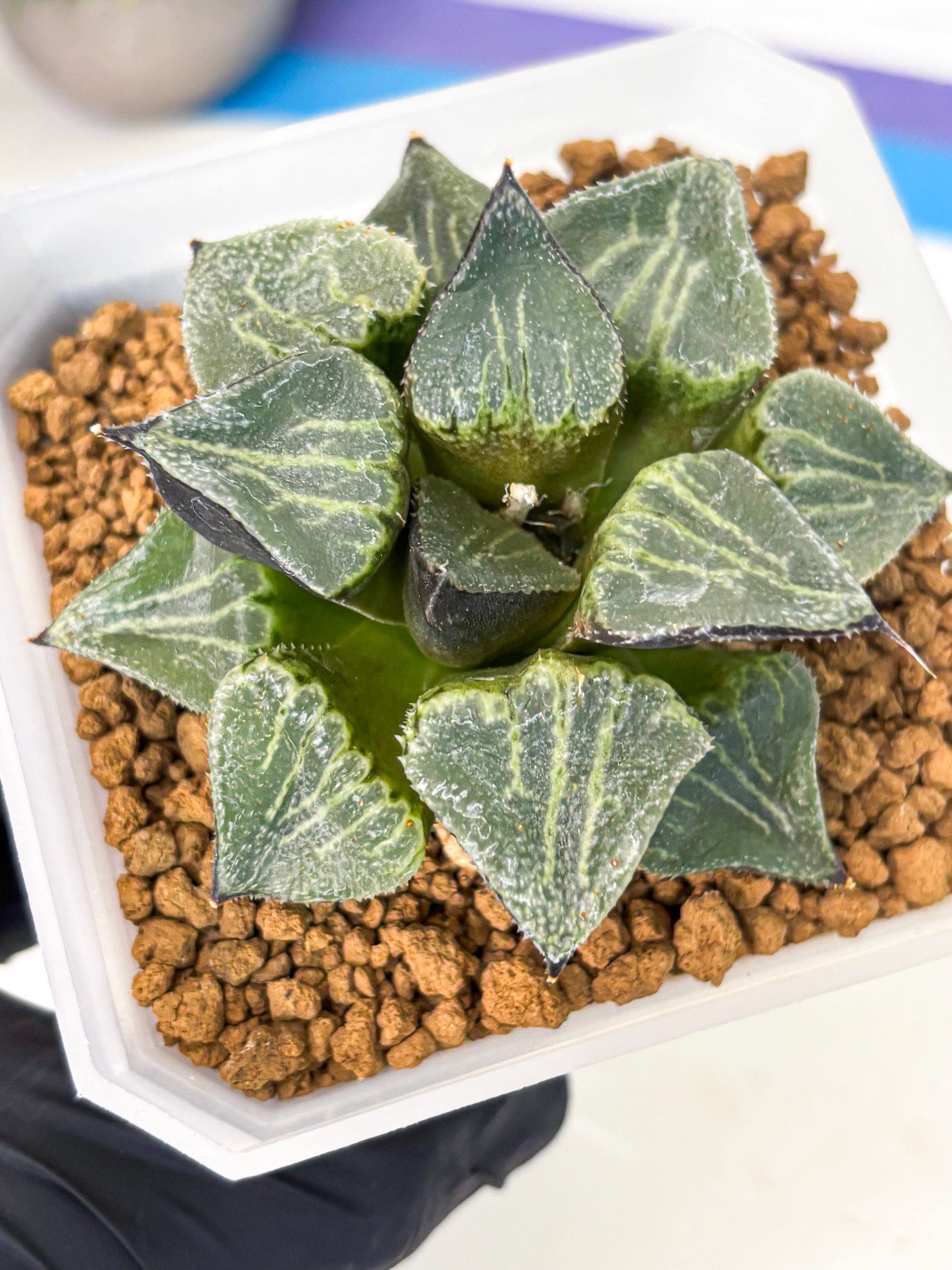 MATURE Haworthia Chun Hei Ju (wa) (7) | Taiwan Import