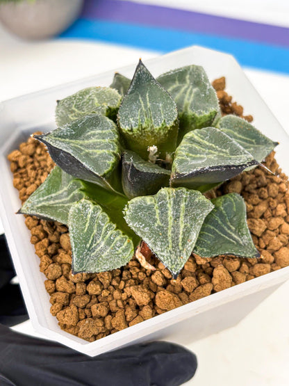 MATURE Haworthia Chun Hei Ju (wa) (7) | Taiwan Import