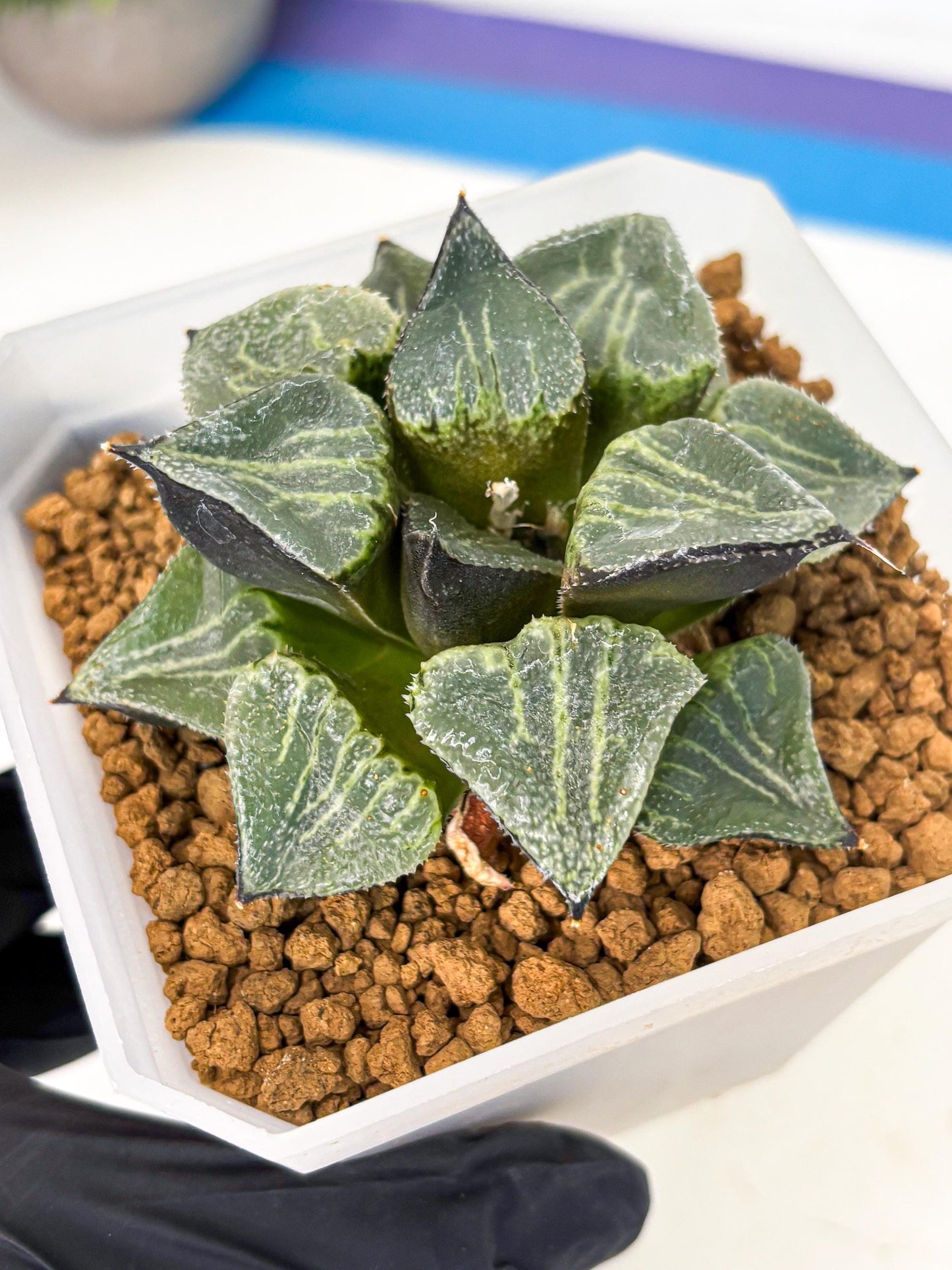 MATURE Haworthia Chun Hei Ju (wa) (7) | Taiwan Import