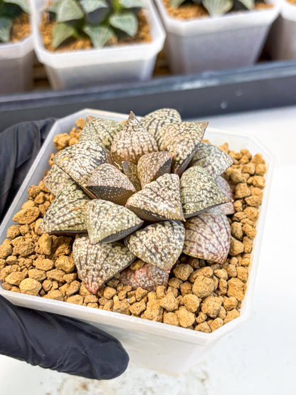 MATURE Haworthia Picta Hybrid (wa) (10) | Rare Succulent