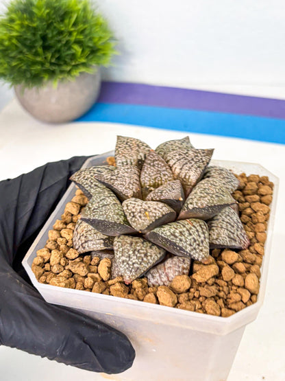 MATURE Haworthia Picta Hybrid (wa) (10) | Rare Succulent