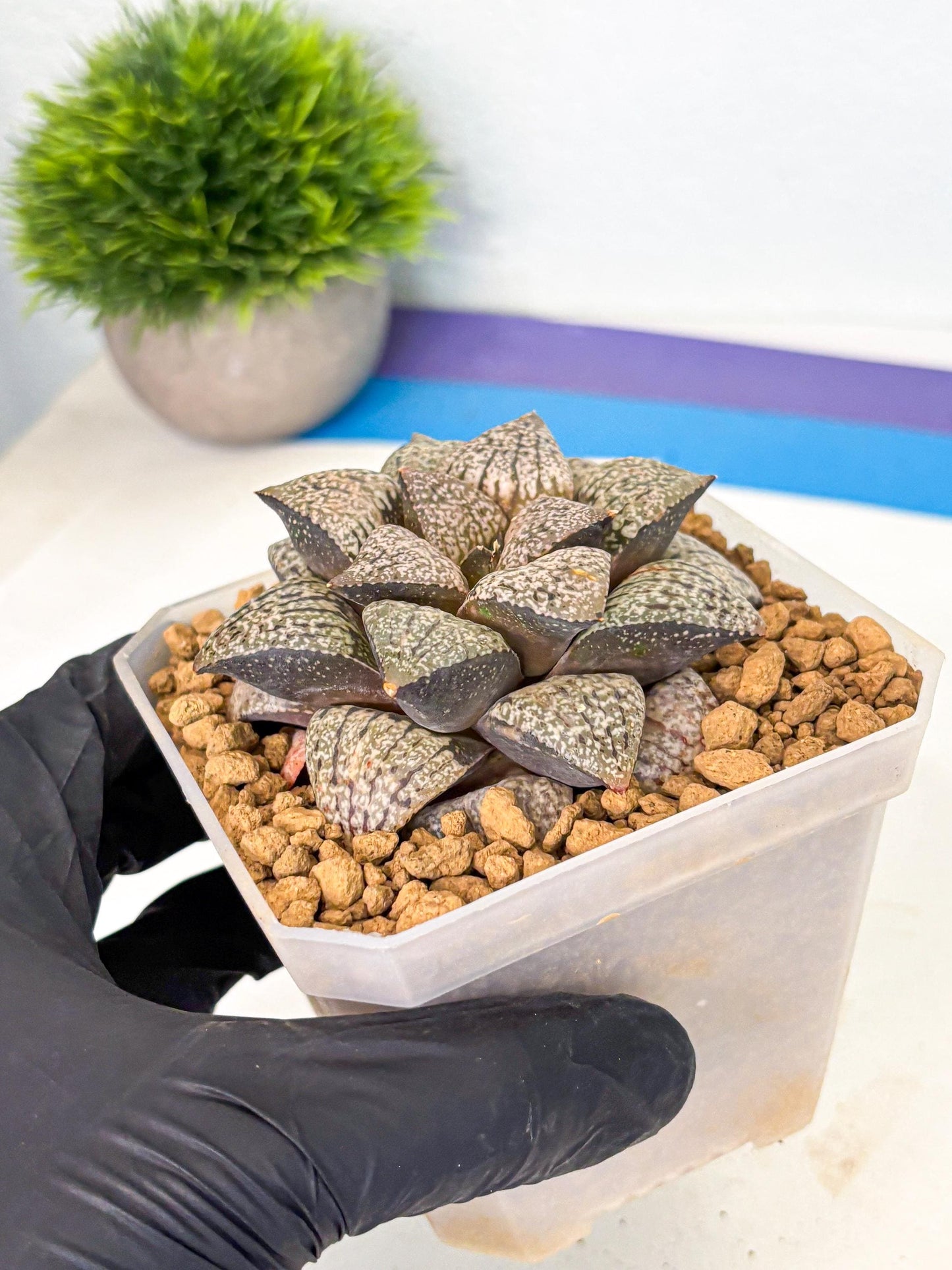 MATURE Haworthia Picta Hybrid (wa) (10) | Rare Succulent