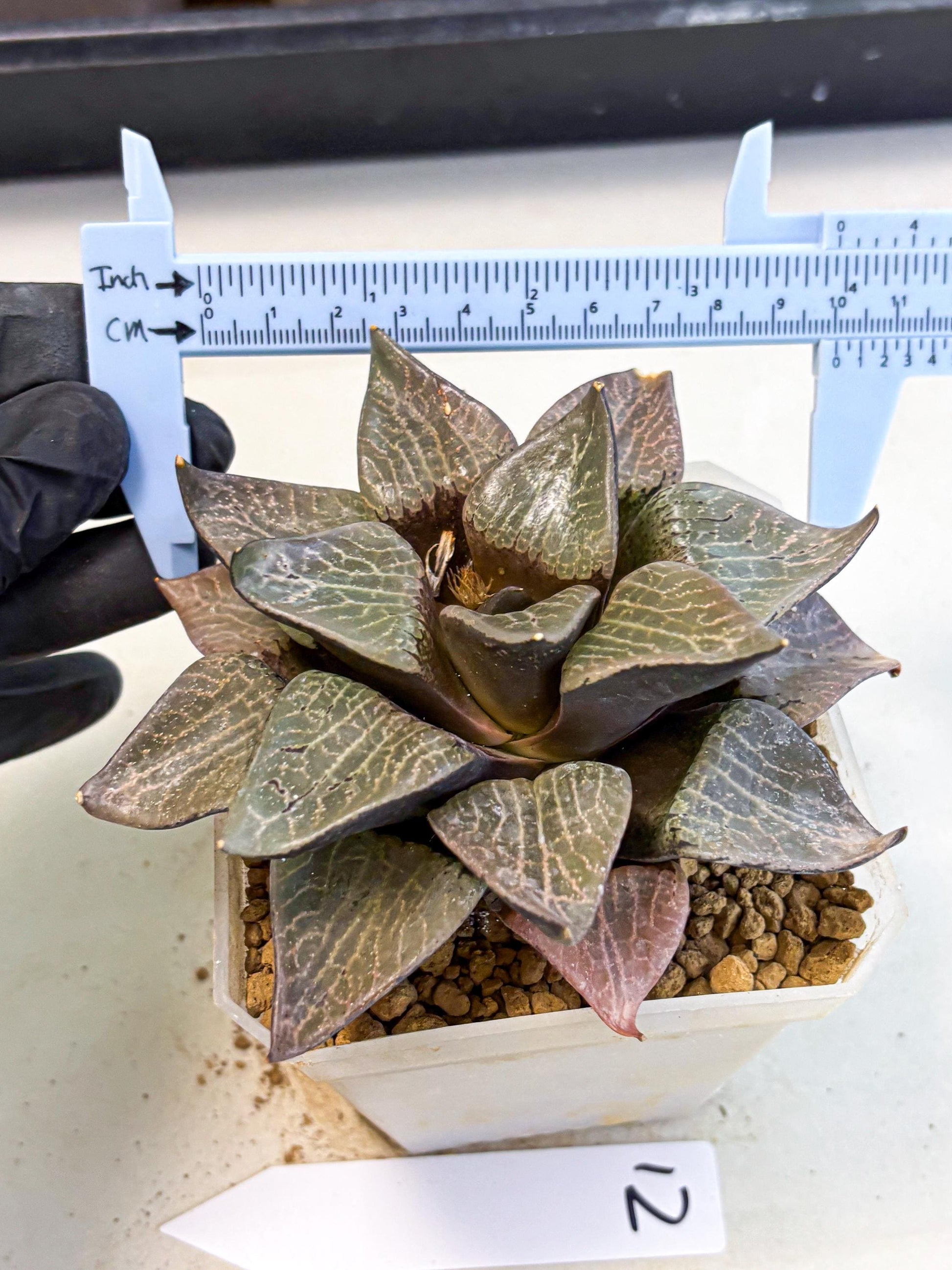 MATURE Haworthia Hagiwara (wa) (12) | Rare Succulent