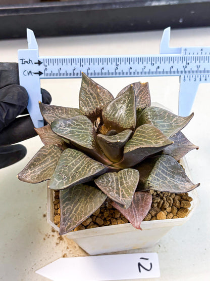 MATURE Haworthia Hagiwara (wa) (12) | Rare Succulent