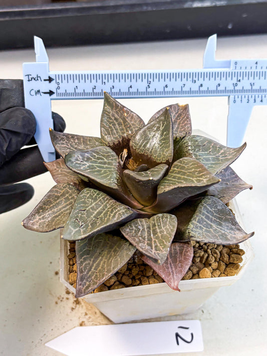 MATURE Haworthia Hagiwara (wa) (12) | Rare Succulent