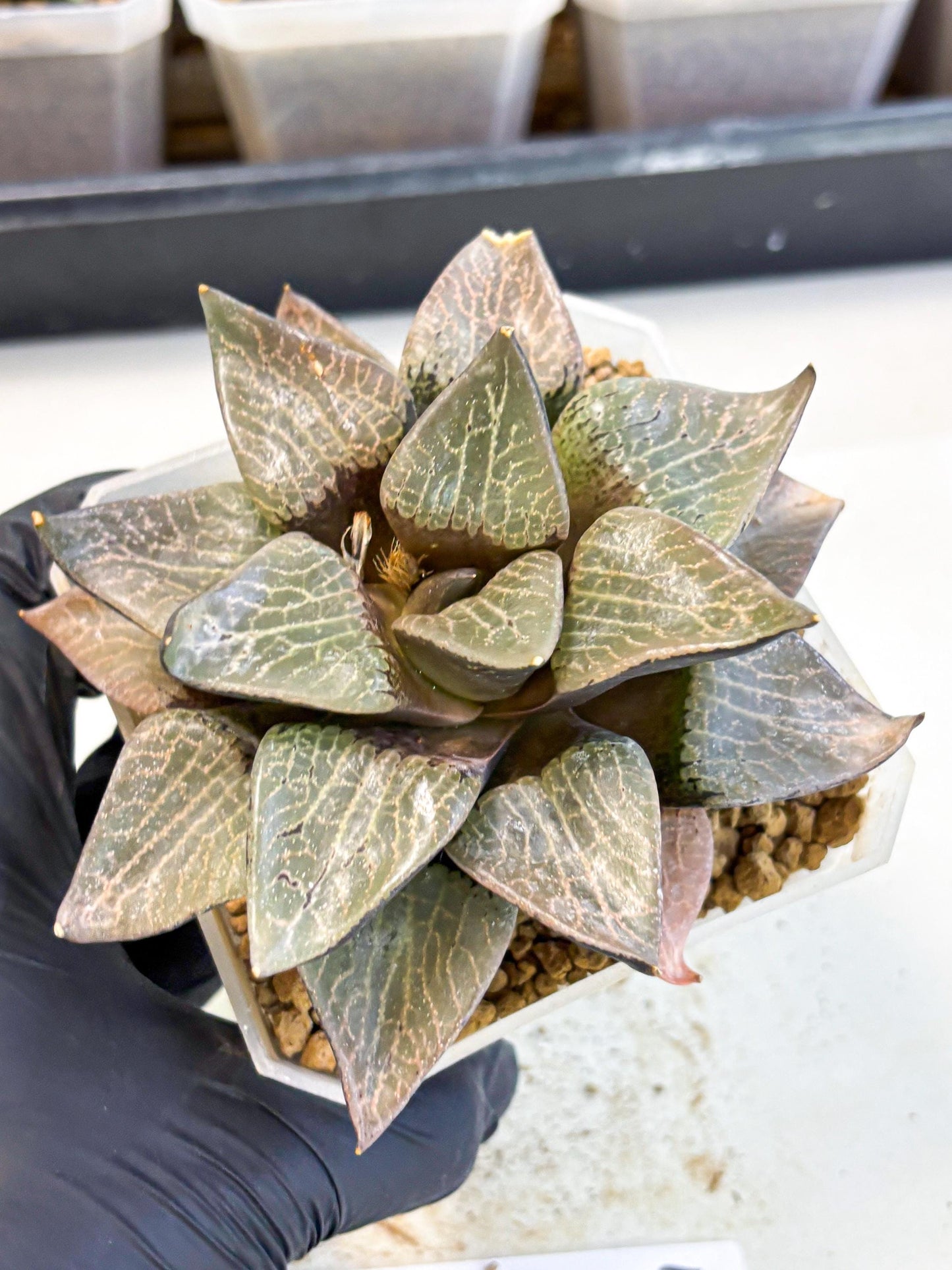 MATURE Haworthia Hagiwara (wa) (12) | Rare Succulent