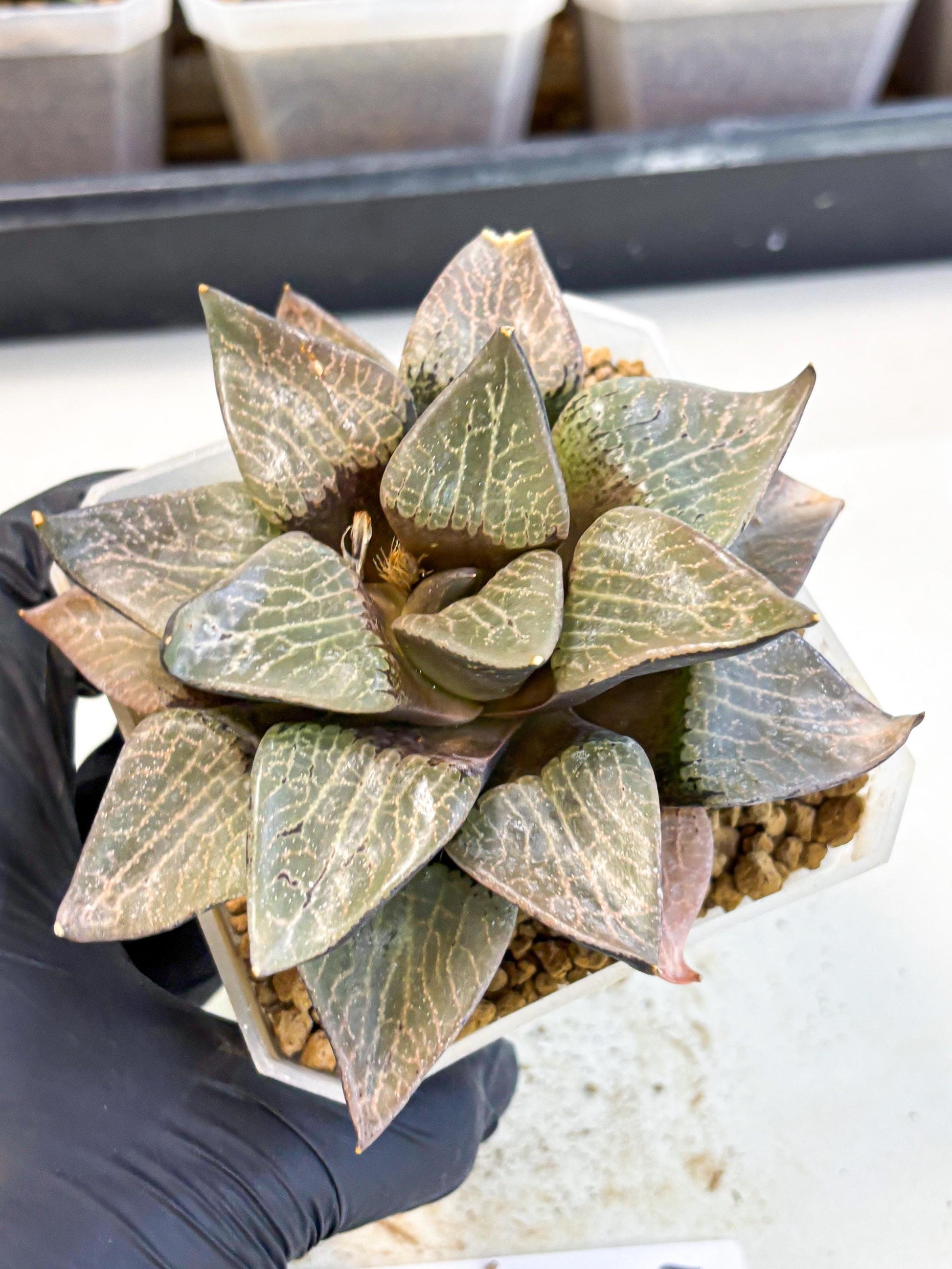 MATURE Haworthia Hagiwara (wa) (12) | Rare Succulent