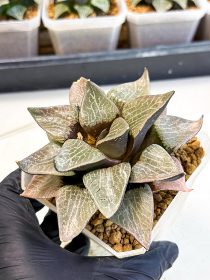 MATURE Haworthia Hagiwara (wa) (12) | Rare Succulent