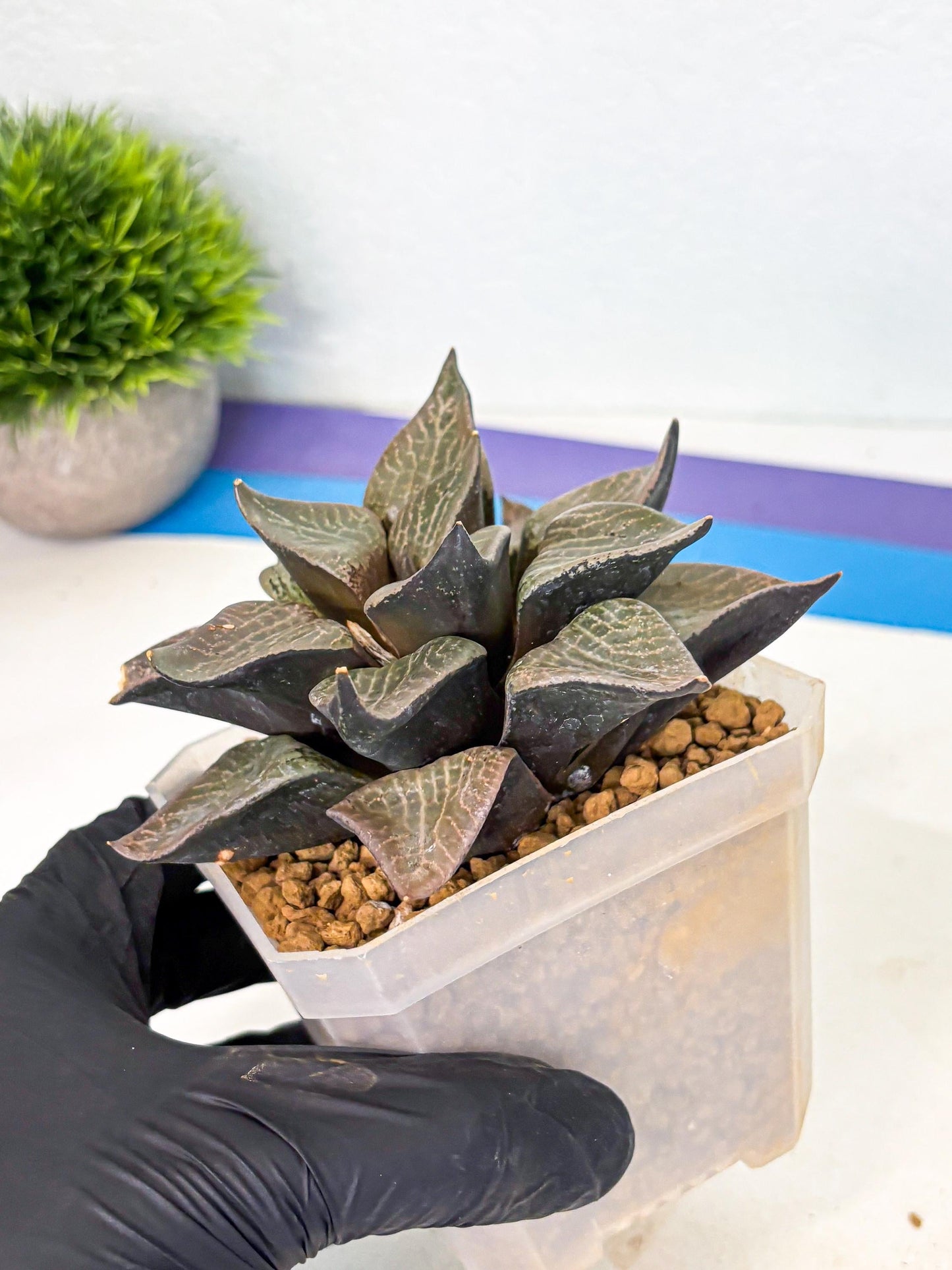 MATURE Haworthia Hagiwara (wa) (12) | Rare Succulent