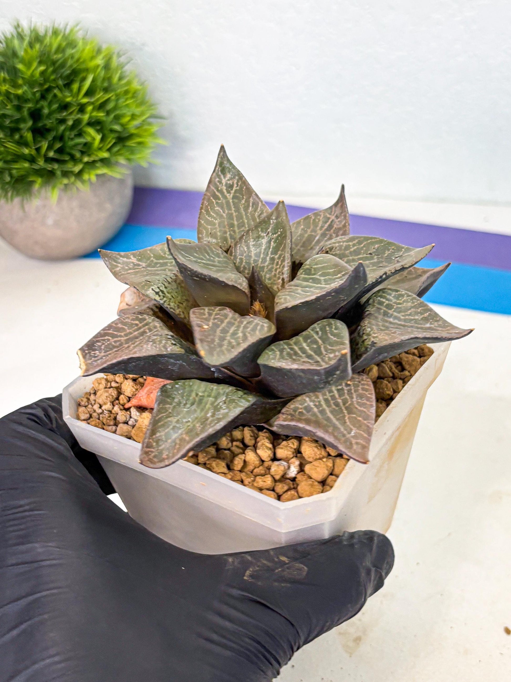 MATURE Haworthia Hagiwara (wa) (12) | Rare Succulent