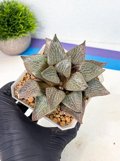 MATURE Haworthia Hagiwara (wa) (12) | Rare Succulent