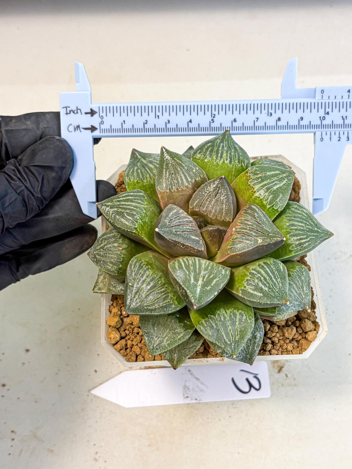 MATURE Haworthia Picta (wa) (13) | Rare Succulent