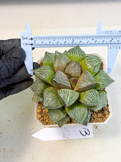 MATURE Haworthia Picta (wa) (13) | Rare Succulent