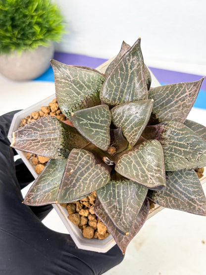 MATURE Haworthia Hagiwara (wa) (12) | Rare Succulent