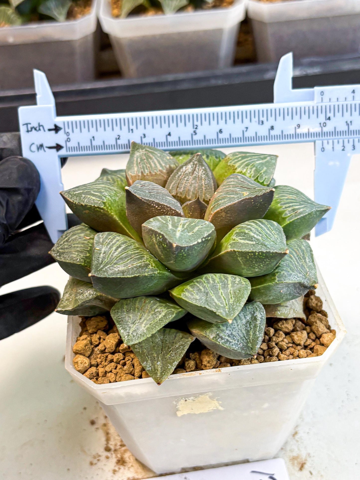 MATURE Haworthia Picta (wa) (13) | Rare Succulent