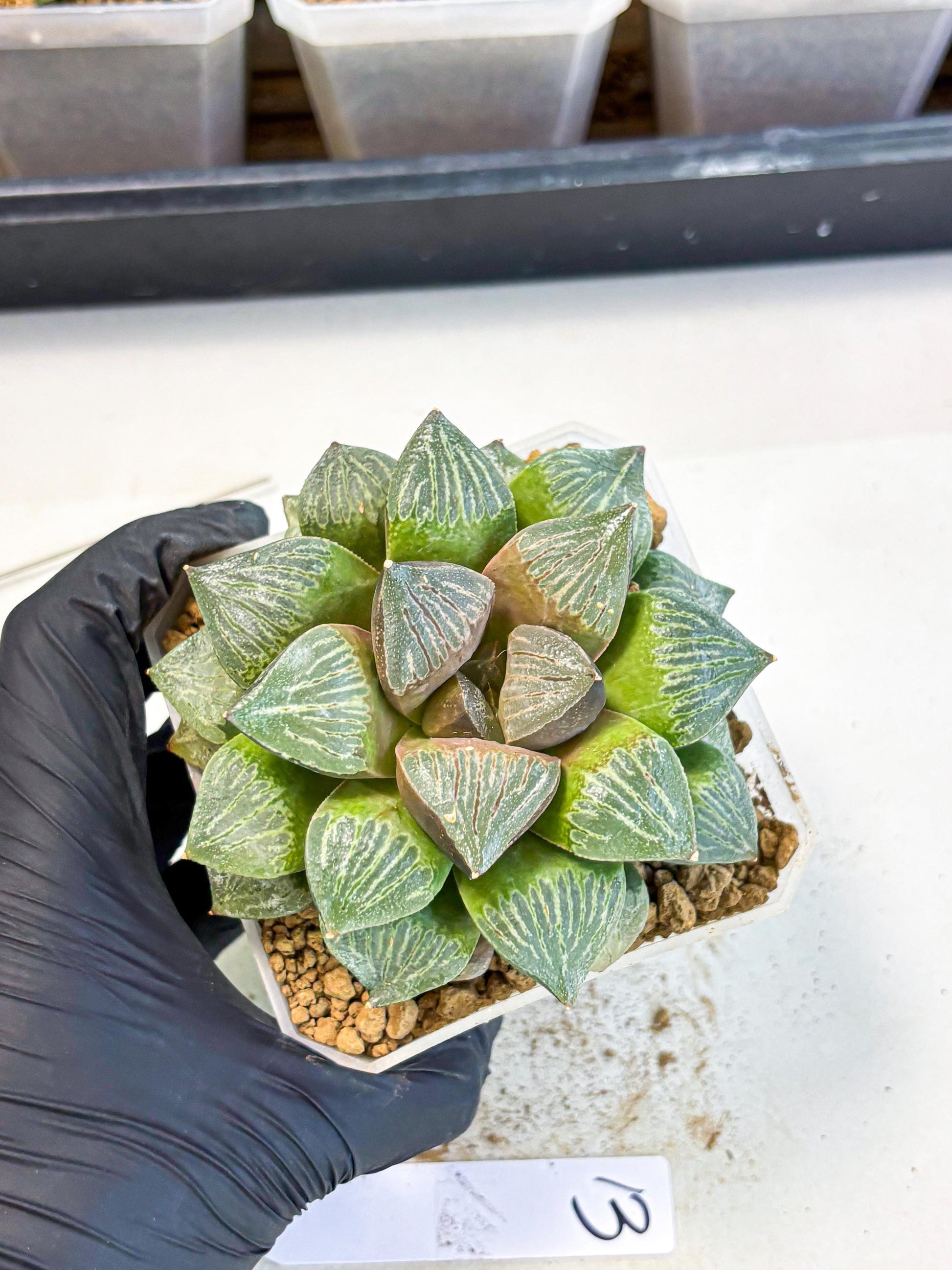 MATURE Haworthia Picta (wa) (13) | Rare Succulent