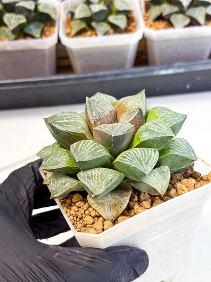 MATURE Haworthia Picta (wa) (13) | Rare Succulent