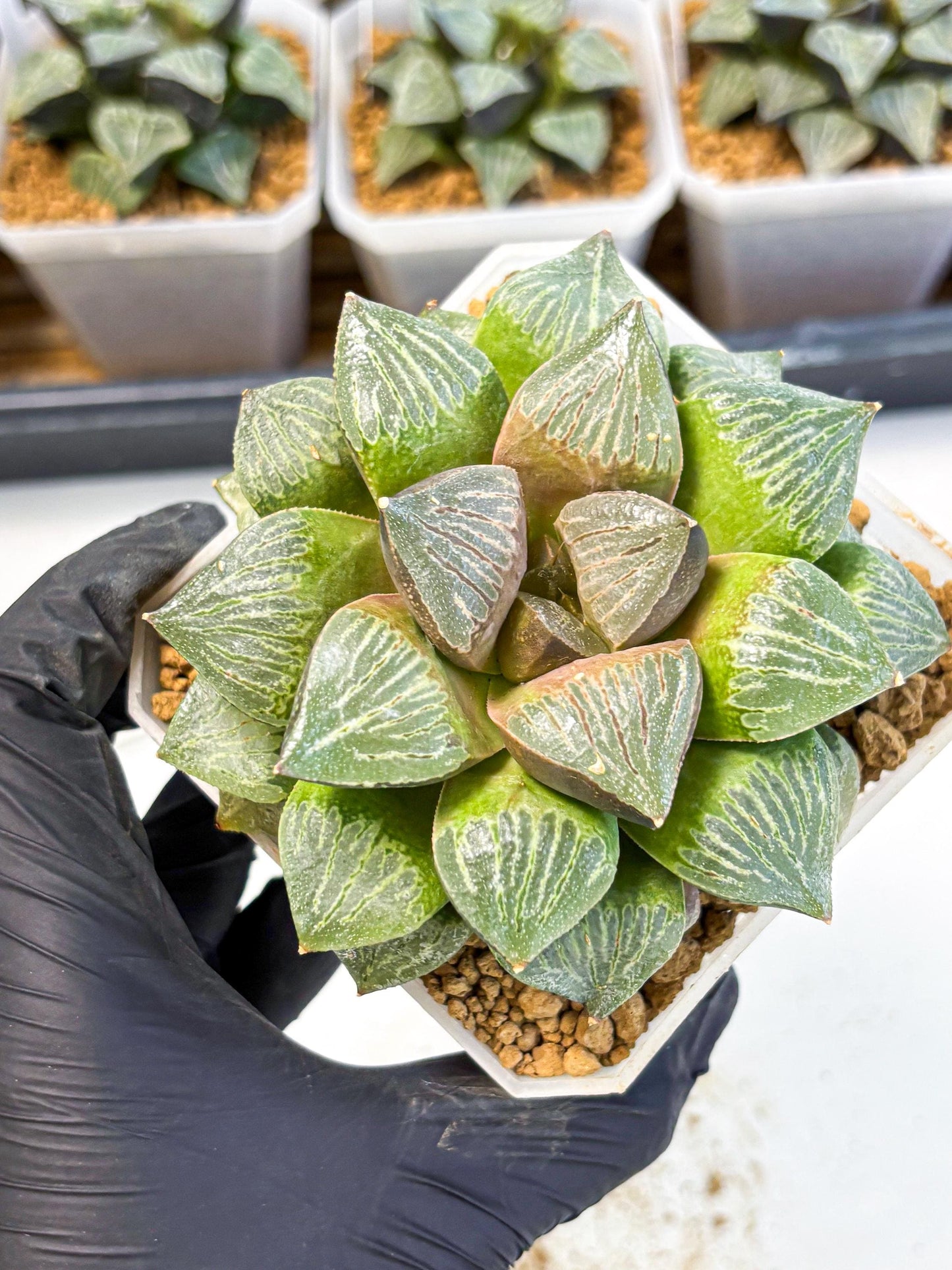 MATURE Haworthia Picta (wa) (13) | Rare Succulent